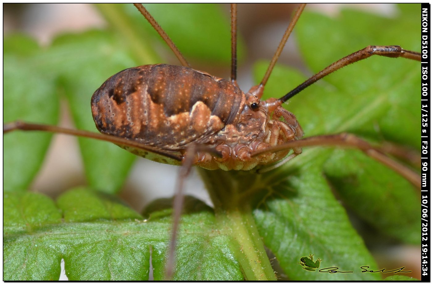 Dasylobus argentatus da Villanova Monteleone No 159